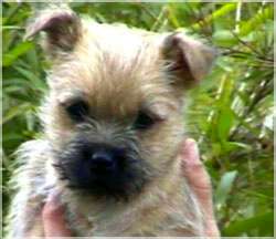 Cairn Bries Zampania Nessy