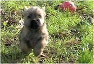 Cairn Bries Winny Cora