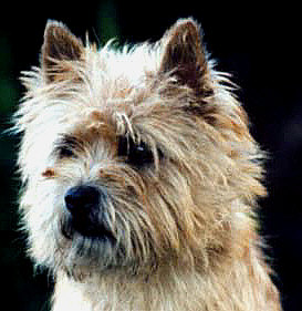 Annecairn James