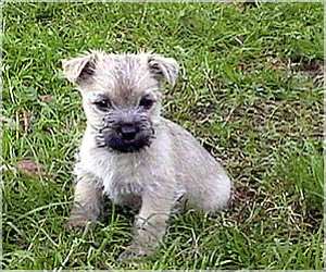 Cairn Bries Bruc Tommy