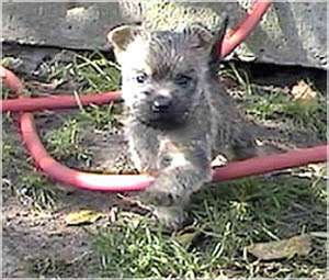 Cairn Bries Belinda