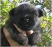 Cairn Bries Charlotte