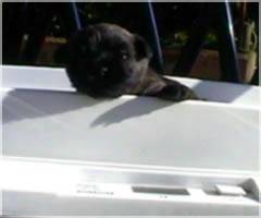 Cairn Bries Charlotte