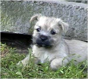 Cairn Bries Bruc Tommy