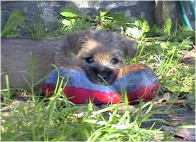 Cairn Bries Brix Ivanhoe