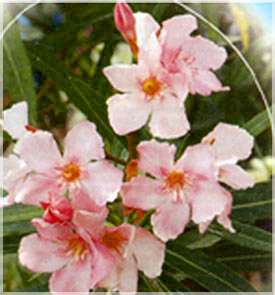 Oleander