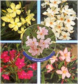 Oleander