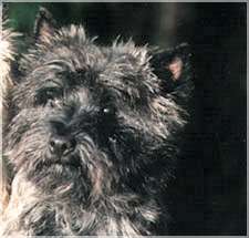 Cairn Bries Tiger Foxy Jr.