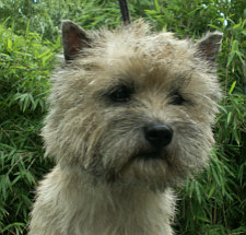 Cairn Bries Number One