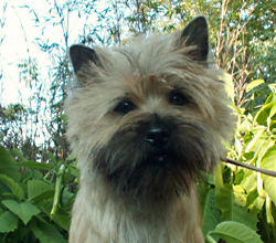 Cairn Bries Cacharel Amor Amor