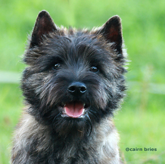 Cairn Terrier Cairn Bries Amor Amor Pour