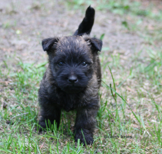 Cairn Bries Cacharel Amor Amor Pour