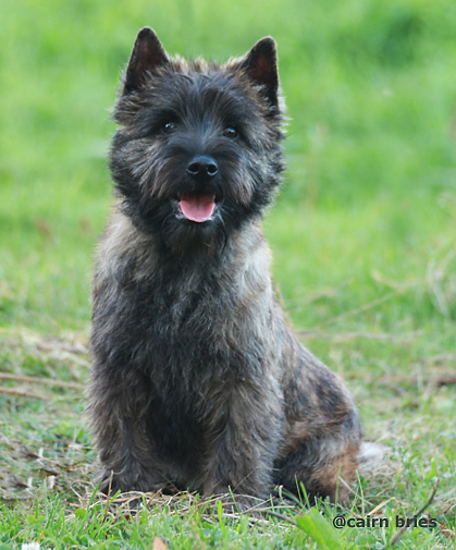 Cairn Bries Cacharel Amor Amor Pour