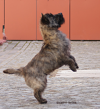 Cairn Bries Cacharel Amor Amor Pour