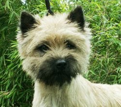 Cairn Bries Cinderella