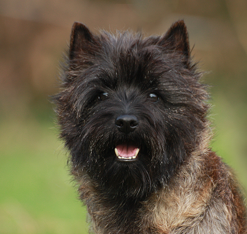 Cairn Bries Chocolat La Belle