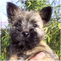 Cairn Bries Maybelle