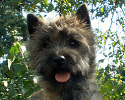 Cairn Bries Chocolat La Belle