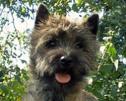 Cairn Bries Chocolat La Belle