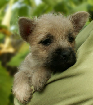 Cairn Bries Creed Red Rose