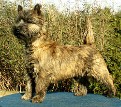 Cairn Bries Chocolat La Bijou