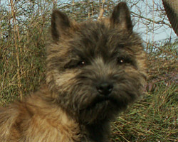 Cairn Bries Chocolat La Bijou