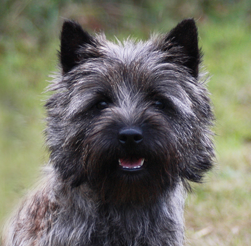 Cairn Bries Charming Treasure Ruby