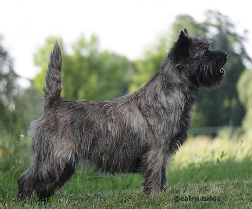 Cairn Bries Charming Treasure Ruby