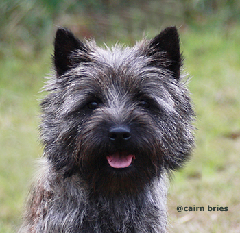 Cairn Bries Charming Treasure Ruby
