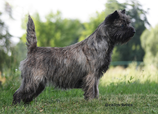 Cairn Bries Charming Treasure Ruby
