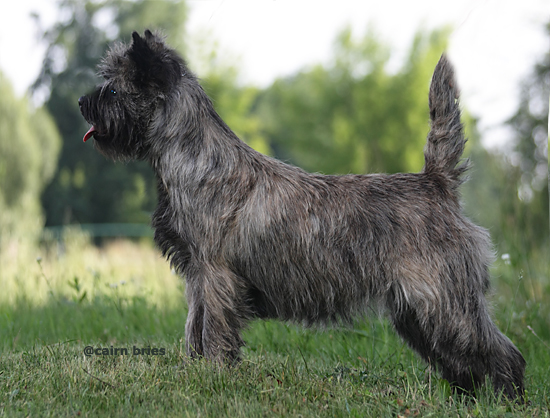 Cairn Bries Charming Treasure Ruby