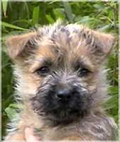 Cairn Bries Burning Flame