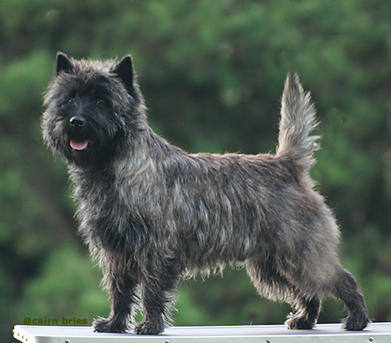 Cairn Bries Cacharel Amor Amor Pour /Amor