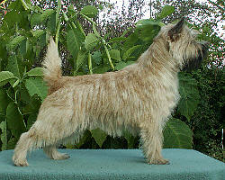 Cairn Bries Carachel Amor Amor