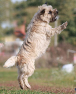 Cairn Bries Cinerella