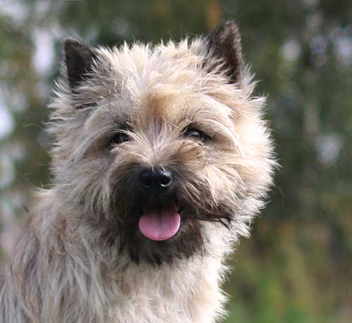 Cairn Terrier H�ndin "Cairn Bries Cinderella