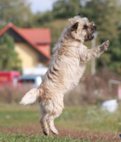 Cairn Bries Cinderella