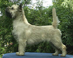 Cairn Bries Cinderella