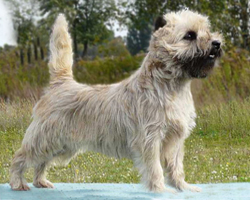 Cairn Bries Cinderella