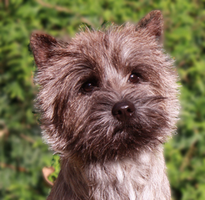 Cairn Bries Count On Me