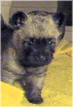 Cairn Bries Draem of Love