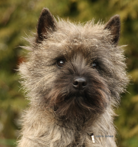 Cairn Bries Cacharel Lou Lou