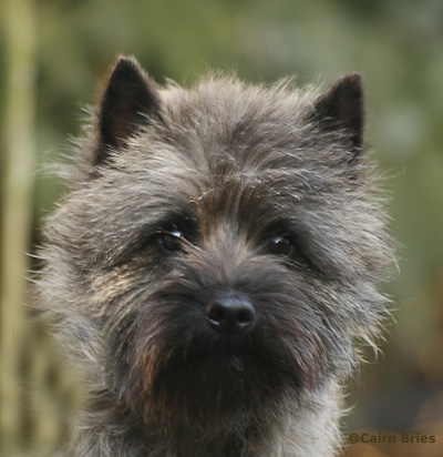 Cairn Bries Cacharel Lou Lou / Emma