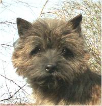 OL&acute;Kyarnrowen`s Mocca Chocolata