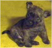 Cairn Bries Damsel Herta