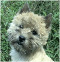 Julce Little Wood Garden