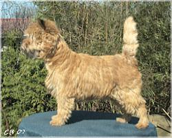 Percy vom Haltersitz