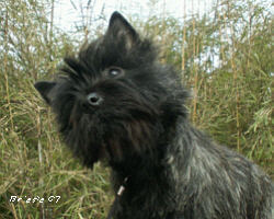 Cairn Bries Curtn Call