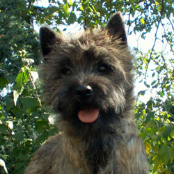 Cairn Bries Chocolat La Belle