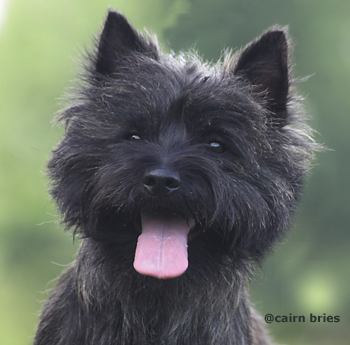 Cairn Bries Creed Good Luck Charm